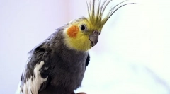 Ako skrotiť parrot corella na ruku